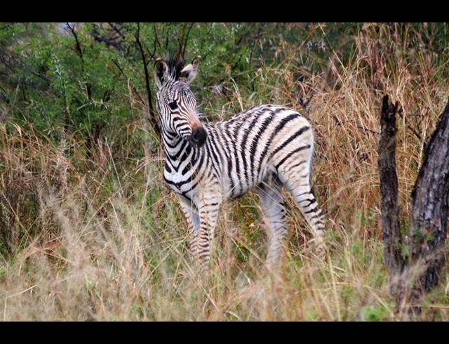 LAND FOR SALE IN VAALKOP DAM